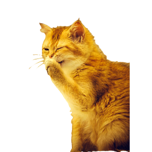 Adorable Ginger Cat In A Playful Pose, Caught Mid Grooming. 15521 - Cat PNG image with transparent background